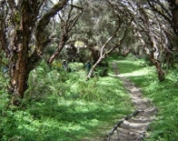 Imagen Bosques de Polylepis